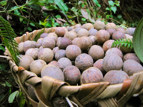 Viele Tagua-Nüsse in einem Bambuskorb