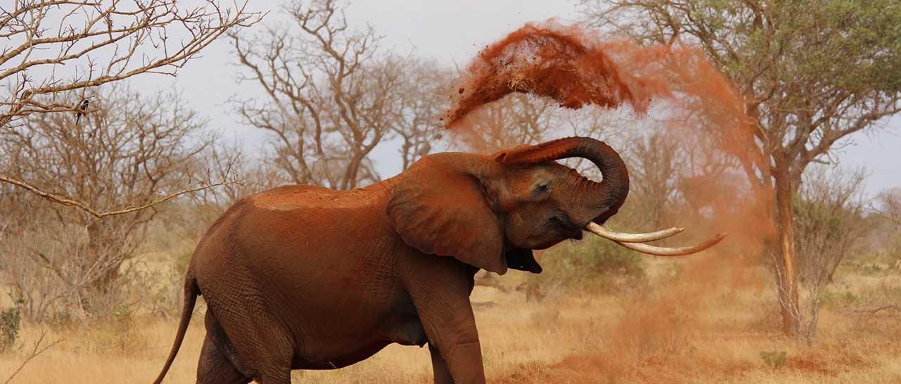 elephant throwing up red sand in kenya