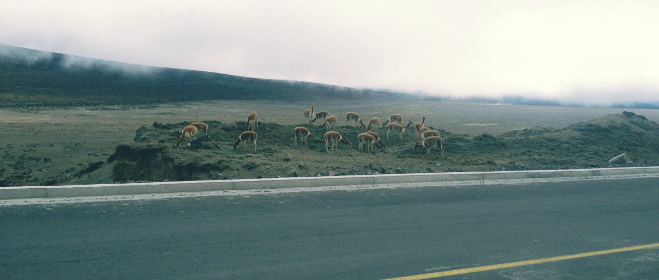 alpacas in the andes of ecuador
