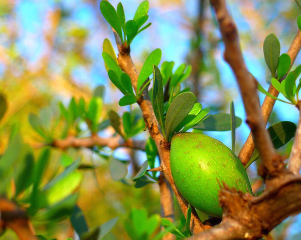Argan Oil: The Indigenous Super-Oil from Morocco