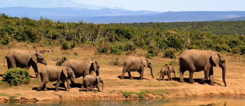 elefants in south africa
