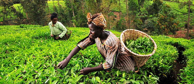 kenyan women farming
